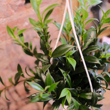 Load image into Gallery viewer, Lipstick japhrolepsis