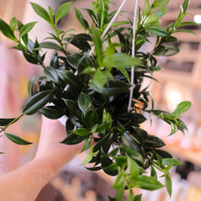 Load image into Gallery viewer, Lipstick japhrolepsis