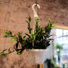 Load image into Gallery viewer, Lipstick japhrolepsis