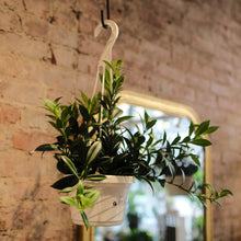 Load image into Gallery viewer, Lipstick japhrolepsis