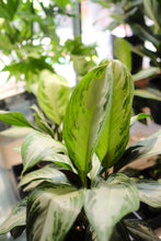 Load image into Gallery viewer, Aglaonema 'Silver Bay'