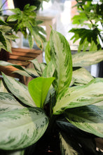 Load image into Gallery viewer, Aglaonema 'Silver Bay'
