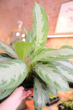 Load image into Gallery viewer, Aglaonema 'Silver Bay'
