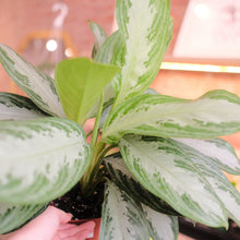 Load image into Gallery viewer, Aglaonema 'Silver Bay'