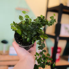 Load image into Gallery viewer, Ficus 'Creeping Fig'