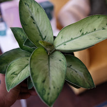 Load image into Gallery viewer, Homalomena 'Selby'