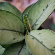 Load image into Gallery viewer, Homalomena 'Selby'