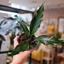 Load image into Gallery viewer, Anthurium hookeri