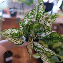 Load image into Gallery viewer, Aglaonema 'White'