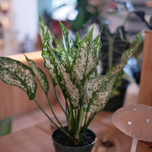 Load image into Gallery viewer, Aglaonema 'White'