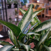 Load image into Gallery viewer, Dieffenbachia 'Panther'