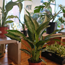 Load image into Gallery viewer, Dieffenbachia 'Panther'