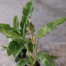 Load image into Gallery viewer, Philodendron 'Ring of Fire'