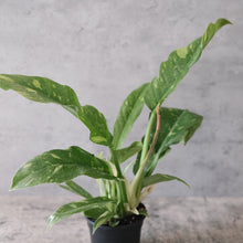 Load image into Gallery viewer, Philodendron 'Ring of Fire'