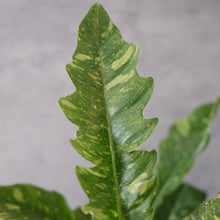 Load image into Gallery viewer, Philodendron 'Ring of Fire'