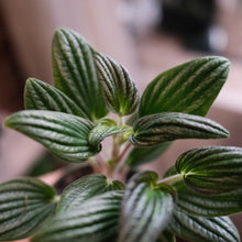 Load image into Gallery viewer, Peperomia &quot;Fuzzy Mystery&quot;
