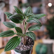 Load image into Gallery viewer, Peperomia &quot;Fuzzy Mystery&quot;
