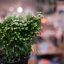 Load image into Gallery viewer, Frosty Fern