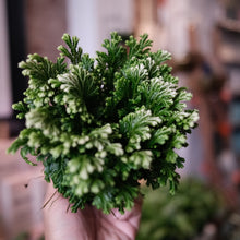 Load image into Gallery viewer, Frosty Fern