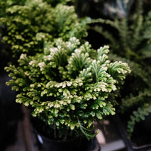 Load image into Gallery viewer, Frosty Fern