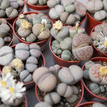 Load image into Gallery viewer, Lithops &#39;Living Stone&#39;
