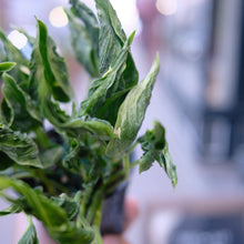 Load image into Gallery viewer, Pothos 'Shangri-La'