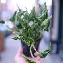 Load image into Gallery viewer, Pothos 'Shangri-La'