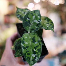 Load image into Gallery viewer, Aglaonema pictum 'Tricolor'