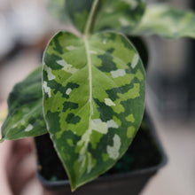 Load image into Gallery viewer, Aglaonema pictum 'Tricolor'