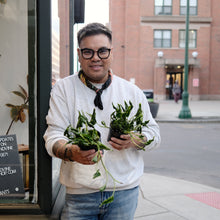 Load image into Gallery viewer, Pothos 'Shangri-La'