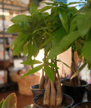 Load image into Gallery viewer, Money Tree