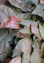 Load image into Gallery viewer, Syngonium 'Berry Allusion'