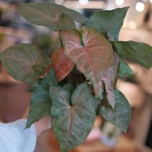 Load image into Gallery viewer, Syngonium 'Berry Allusion'