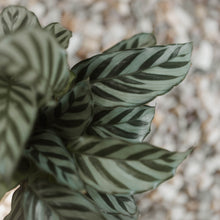 Load image into Gallery viewer, Calathea 'Freddie'