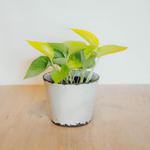 Load image into Gallery viewer, Neon Pothos