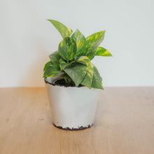 Load image into Gallery viewer, Golden Pothos