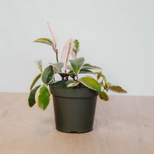 Load image into Gallery viewer, Hoya 'Krimson Queen'