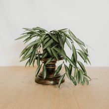 Load image into Gallery viewer, Hoya wayetii