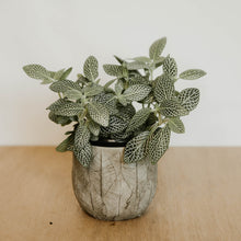 Load image into Gallery viewer, Fittonia Nerve Plant