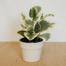 Load image into Gallery viewer, Peperomia 'Cream Splash'