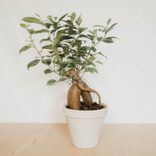 Load image into Gallery viewer, Ficus 'Ginseng' Bonsai