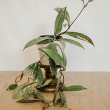 Load image into Gallery viewer, Hoya pubicalyx