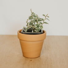 Load image into Gallery viewer, Ficus 'Creeping Fig'