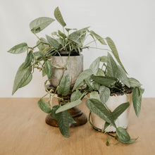 Load image into Gallery viewer, Pothos 'Cebu Blue'