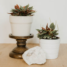 Load image into Gallery viewer, Peperomia 'Eden Rosso'