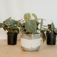 Load image into Gallery viewer, Philodendron 'Micans'