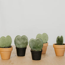 Load image into Gallery viewer, Hoya kerrii 'Single Heart'