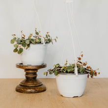 Load image into Gallery viewer, Peperomia Ruby Cascade