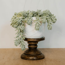 Load image into Gallery viewer, Donkey Tail Cactus