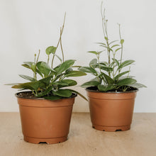Load image into Gallery viewer, Hoya australis